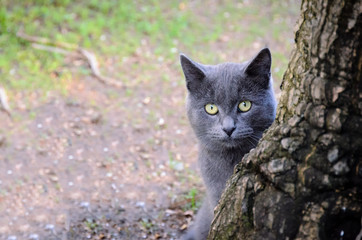Grey cat looks out from behind a tree.