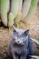 Grey cat looks up from a cactus garden.