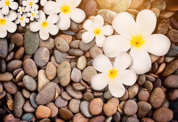 Fototapeta na wymiar White plumeria flower on wood background