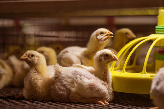 Baby chicken in poultry farm
