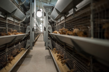 Baby chicken in poultry farm