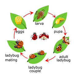 Obraz premium Vector of ladybug life Cycle for kids