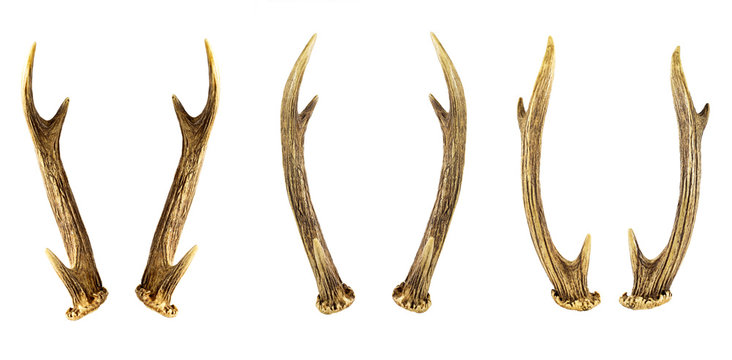 Set of deer horns isolated on the white background.