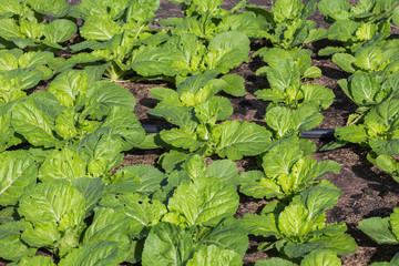 young chinese cabbage in the vegetable  plantation 