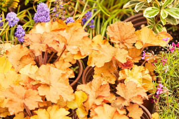houseplants