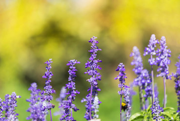 Obraz premium Blue salvia herbal flowers blooming in garden