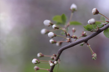 spring time blossoming white flowers and buds