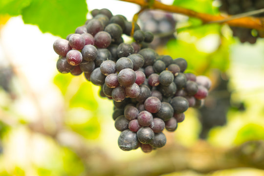 Large bunches of red wine grapes on the vine