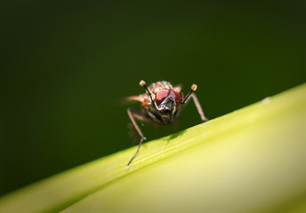 Fly
