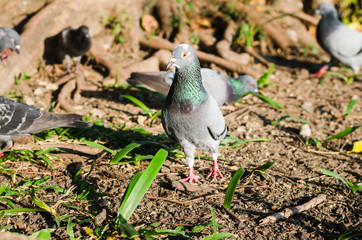 pigeon walking in the park.