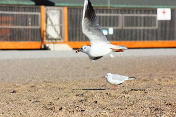 mouette envol