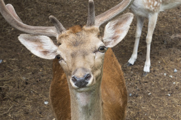 The face of brown dear animal