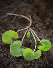 Medicinal thankuni seedling