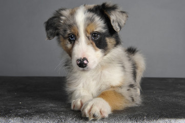 chiot berger australien