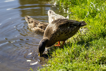 Ducks on pond