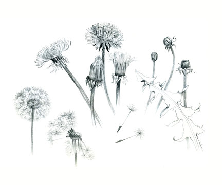 Hand-drawn dandelions, illustration, graphite, isolated on white background. Different stages of a dandelion.