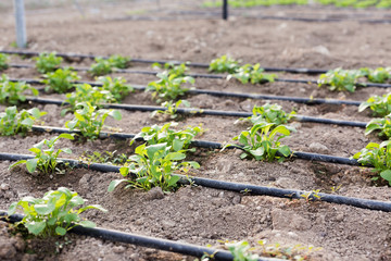 Young plants in a greenhouse