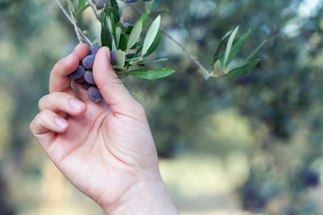 Female hand holding a branch with ripe olives