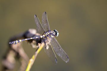 Image of dragonfly perched on a tree branch on nature background