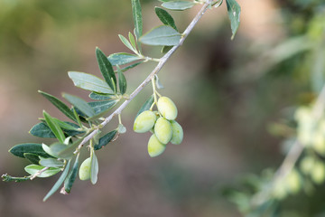 Olives on an olive tree branch. A detail closeup of green olives with selective focus