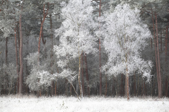 Fototapeta birch trees in strong rime in winter