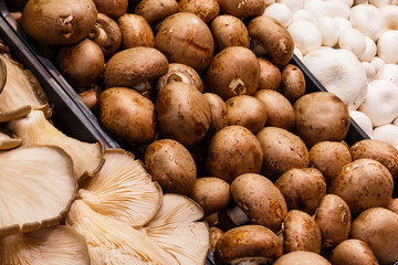 Several mushrooms market