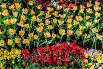 Beautiful yellow tulip