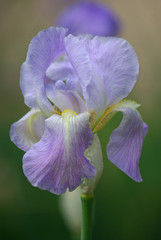 Iris bleu pâle au printemps au jardin