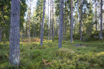 Obraz premium Finnish forest. Traditional Finnish scenery. Silent time in the woods. Peaceful.