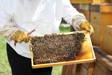 Imker überprüft einen Bienenstock