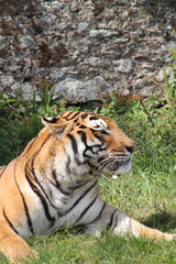 Tigre en plein sieste