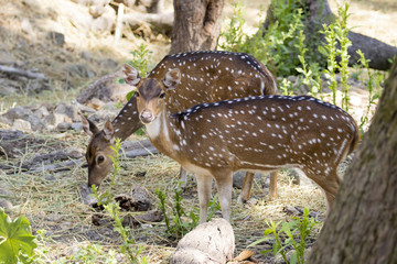 Image of a chital or spotted deer on nature background. wild ani
