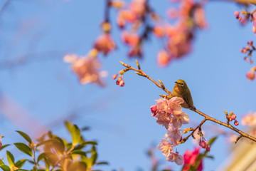 十月桜