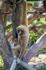 Image of a gibbon swing on trees. Wild Animals.