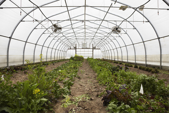 A large commercial plant nursery, polytunnel. Plants in rows, under cover.