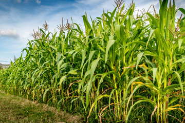 Corn field with sky background