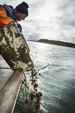 Fisherman in oilskins tipping empty shells into water