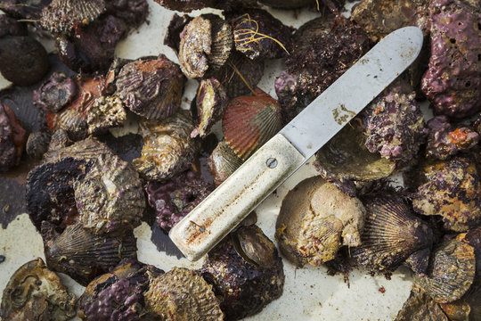 A rounded bladed oyster knife and shells. 