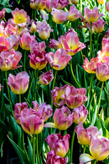Beautiful pink and yellow tulip