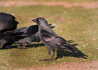 The western jackdaw, also known as the Eurasian jackdaw, European jackdaw, or simply jackdaw, is a passerine bird in the crow family. 