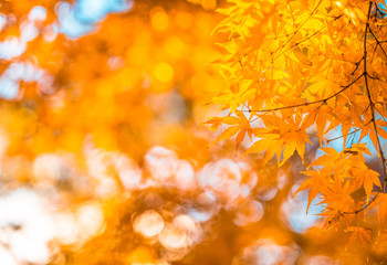 autumn leaves, very shallow focus