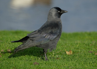 The western jackdaw, also known as the Eurasian jackdaw, European jackdaw, or simply jackdaw, is a passerine bird in the crow family. 