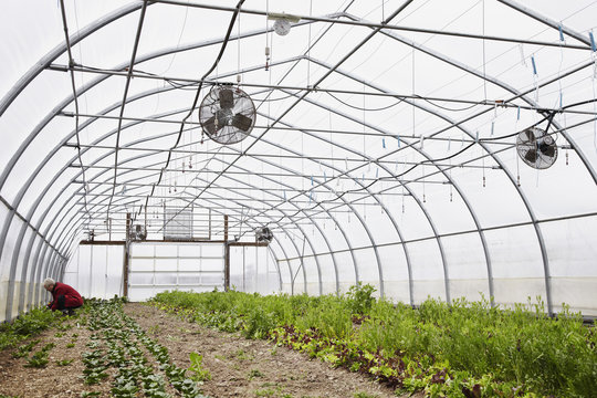 A large commercial horticultural polytunnel with fans in the ceiling, and plants growing in the soil. A person working. 