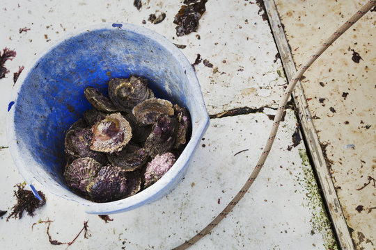 A bucket of shells, oysters. 