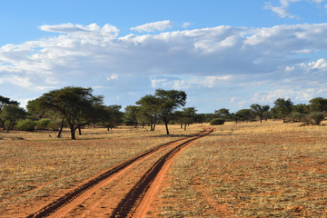 Fototapeta na wymiar The Kalahari desert, Namibia