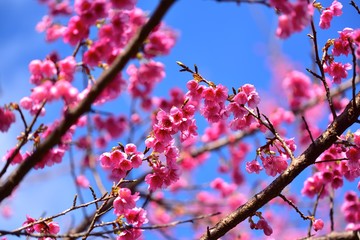 Cherry Blossoms in Yakushima