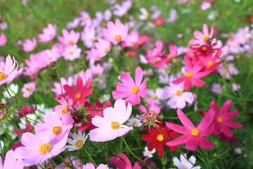 Purple, pink, red, cosmos flowers in the garden with blue sky and clouds background in vintage style soft focus.