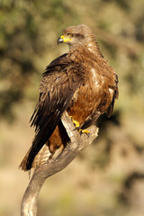Black kite. Milvus migrans