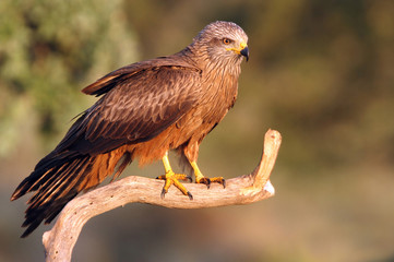 Black kite. Milvus migrans