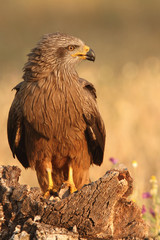 Black kite. Milvus migrans